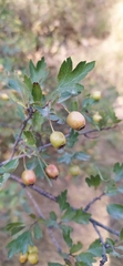 False-leaved hawthorn (Crataegus pseudoheterophylla)