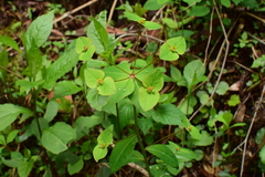 Euphorbia hylonoma