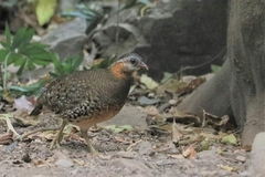 Tropicoperdix chloropus peninsularis