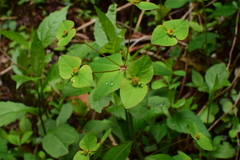 Euphorbia hylonoma