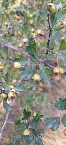 Crataegus turkestanica, photograph 1