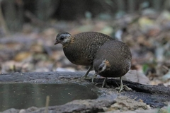 Tropicoperdix chloropus peninsularis