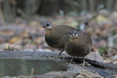 Tropicoperdix chloropus peninsularis