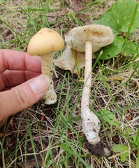 Amanita populiphila