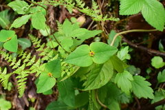 Euphorbia hylonoma