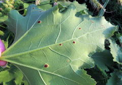 Puccinia xanthii