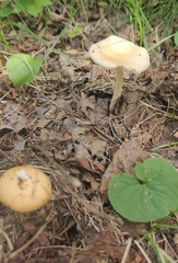 Amanita populiphila