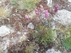 Castilleja pallida