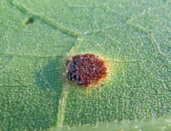 Puccinia xanthii