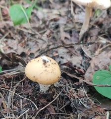 Amanita populiphila