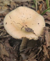 Amanita populiphila