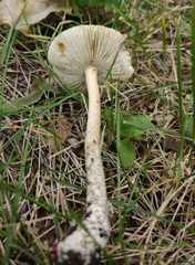 Amanita populiphila