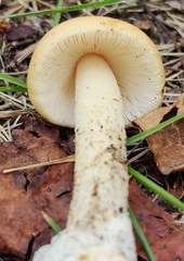 Amanita populiphila