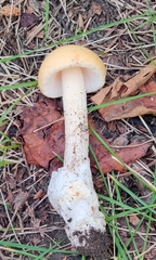 Amanita populiphila