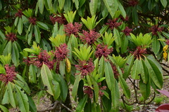 Daphniphyllum oldhami