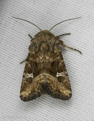 Lacinipolia stricta