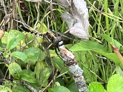 Orthetrum albistylum speciosum