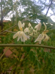 Moringa