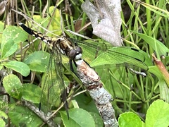 Orthetrum albistylum speciosum