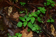 Nanocnide japonica