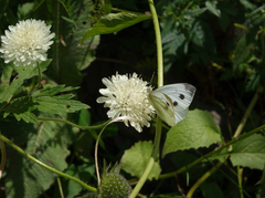 Pieris napi meridionalis