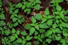 Nanocnide japonica