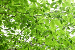 Carpinus cordata