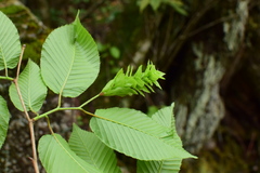 Carpinus cordata