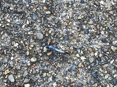 Orthetrum albistylum speciosum