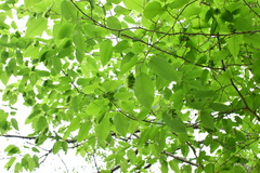 Carpinus cordata