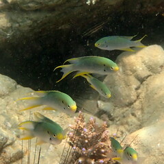 Neopomacentrus nemurus