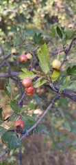 Crataegus turkestanica, photograph author not stated, no rights reserved