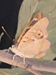 Apatura ilia