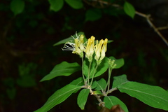Lonicera webbiana