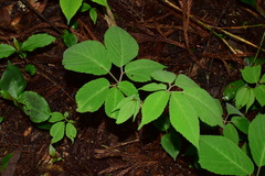 Pseudocayratia oligocarpa