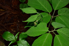 Pseudocayratia oligocarpa