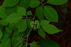 Pseudocayratia oligocarpa