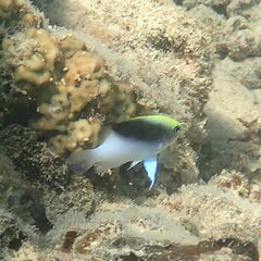 Chrysiptera rollandi