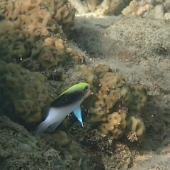 Chrysiptera rollandi