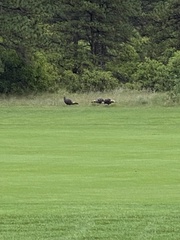 Meleagris gallopavo merriami