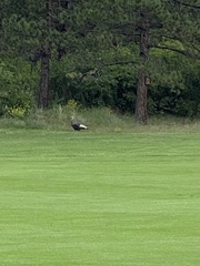 Meleagris gallopavo merriami