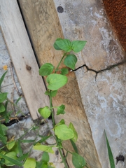 Dicliptera chinensis