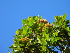 Deplanchea tetraphylla