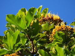 Deplanchea tetraphylla