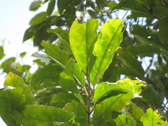 Roupala monosperma