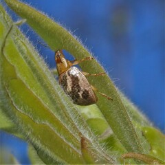 Paropsisterna semifumata