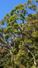 Deplanchea tetraphylla