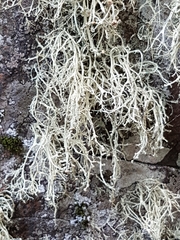 Ramalina intermedia