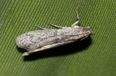 Meyrickiella homosema