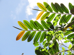 Marcgraviaceae